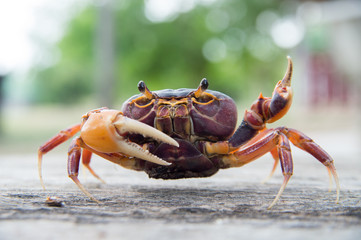Mealy crab (Thaipotamon Chulabhorn)