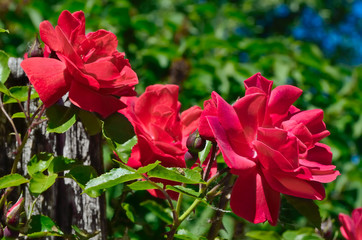 Red rose bloom in garden on background of blue sky