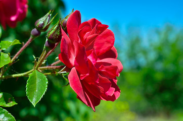 Obraz premium Red rose bloom in garden on background of blue sky