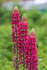 Obraz premium Vielblättrige Lupine