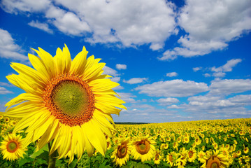 Yellow sunflowers growing in a field under a blue sky