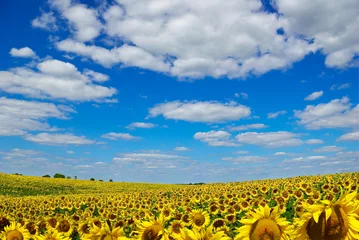 Rolgordijnen Zonnebloem Gele zonnebloemen groeien in een veld onder een blauwe lucht