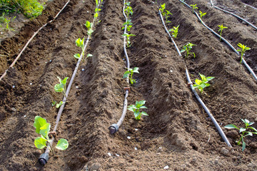 peperoni e melanzane