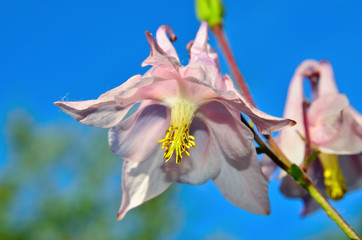 Fototapeta na wymiar Large pink flower bell grows in the summer in garden