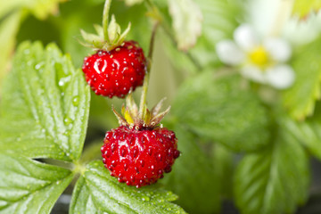 Wild strawberry on bush closeup