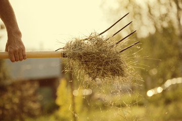 Piece of hay