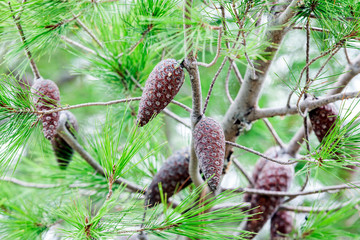 Close up of an old pine tree