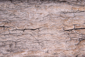 Wooden texture for background