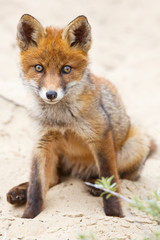 red fox cub
