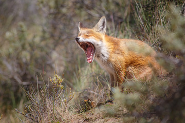yawning red fox cub