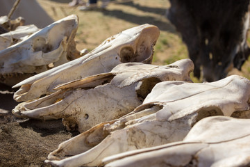 cow skulls lying on animal furs