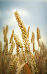 Golden ears of wheat on the field
