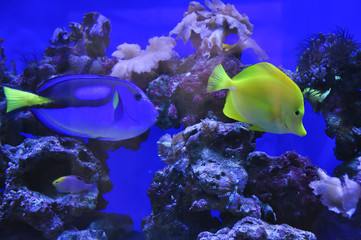 Зебрасома парусная желтая