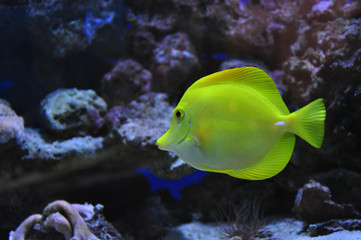 Зебрасома парусная желтая