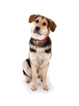 Junger Mischlingshund