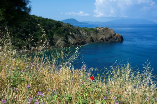 Mare