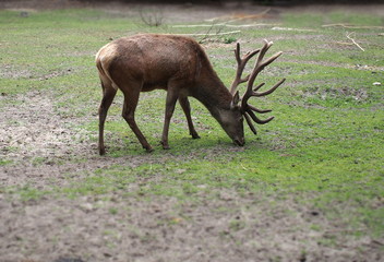 feeding deer