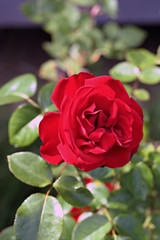 Red roses in a garden