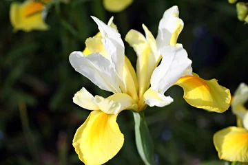 Crédence de cuisine en verre imprimé Iris Iris flower in garden