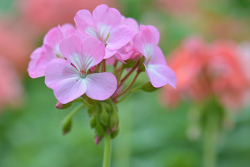 Obraz premium pink geranium flower, nature closeup soft focus background