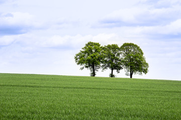 Fototapeta na wymiar Field with three trees in spring