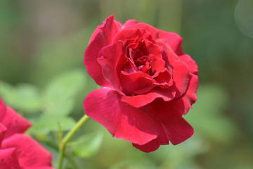 Red rose as a natural and soft background