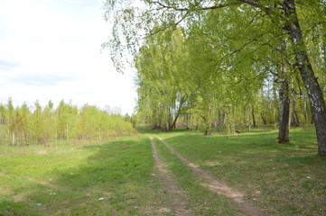 Obraz premium Березовая роща