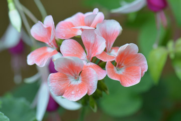 Fototapeta na wymiar Geranium flowers. Pink bi color geraniums in garden, , nature closeup soft focus background