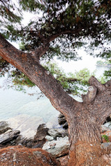 Old pine tree