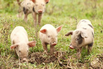 Three funny piglets