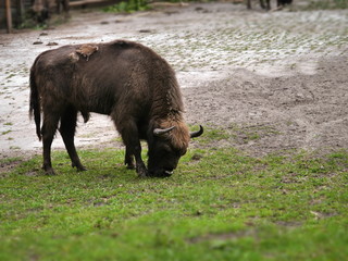 aurochs on green grass