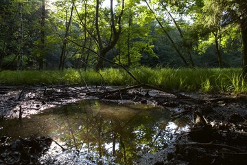 Palude, aquitrinio, alberi,