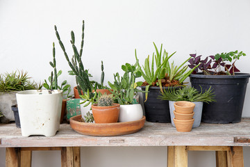 small plant displayed