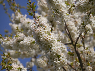 Kirschbaumblüten