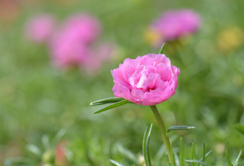 Close up Common Purslane, Verdolaga