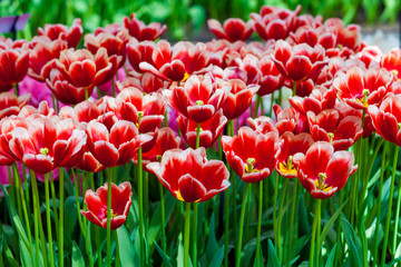 Fototapeta premium Tulip. Beautiful tulips. colorful tulips. tulips in spring,colou