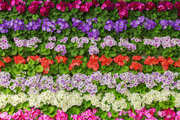 Spring flower.  flower background