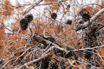 Close up of an old brown pine tree on Mediterranean seaside, Gre