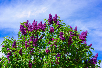 Obraz premium beautiful lilac flowers. beauty bloom lilacs in the spring gard
