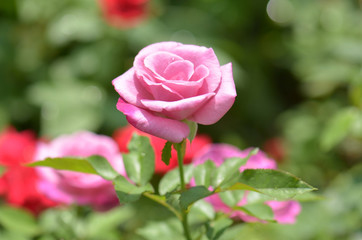 Beautiful pink rose on soft background