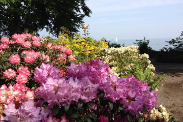 Bl&uuml;hender Strauch mit See