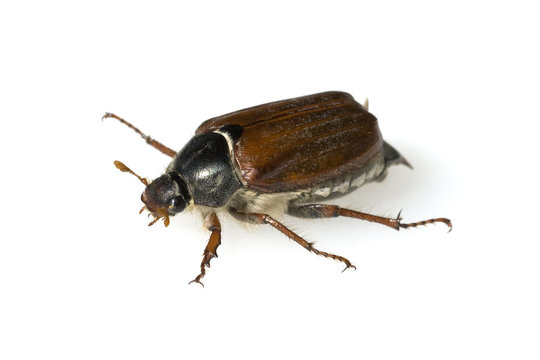 Maikaefer; Melolontha; Maennlich;