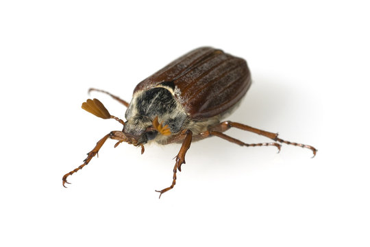 Maikaefer; Melolontha; Maennlich;