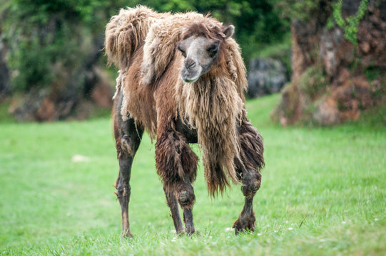 el camello molon
