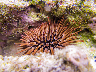 Sea urchin at the sea bed