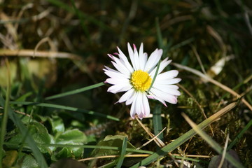 Blume im Gras