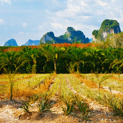 Fototapeta na wymiar Thai Landscape