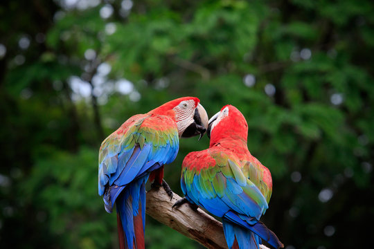 close up couples of beautiful of scarlet macaw birds peaning and