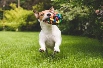 Jack Russell running with a colourful ball