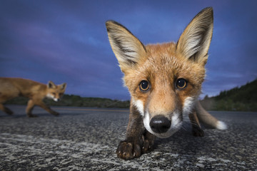 What does the fox say?